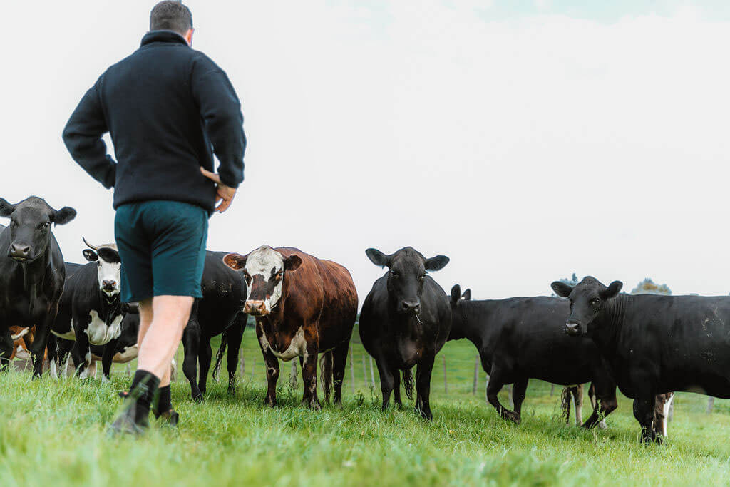 Beef and Lamb farmer Jim Foote, order meat online from Karaka and get it delivered in Auckland