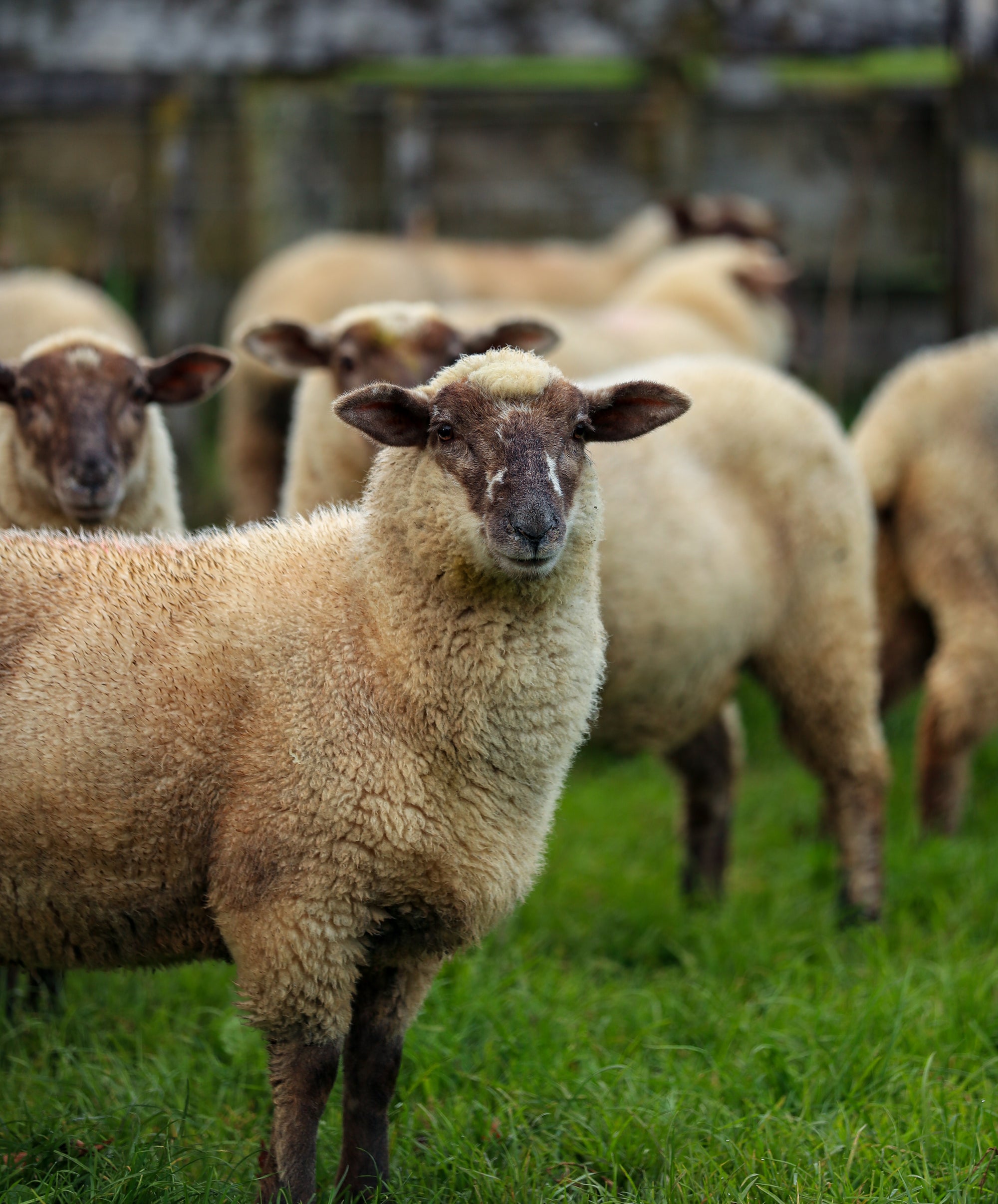 Taylor Rd Lamb Sheep in paddock