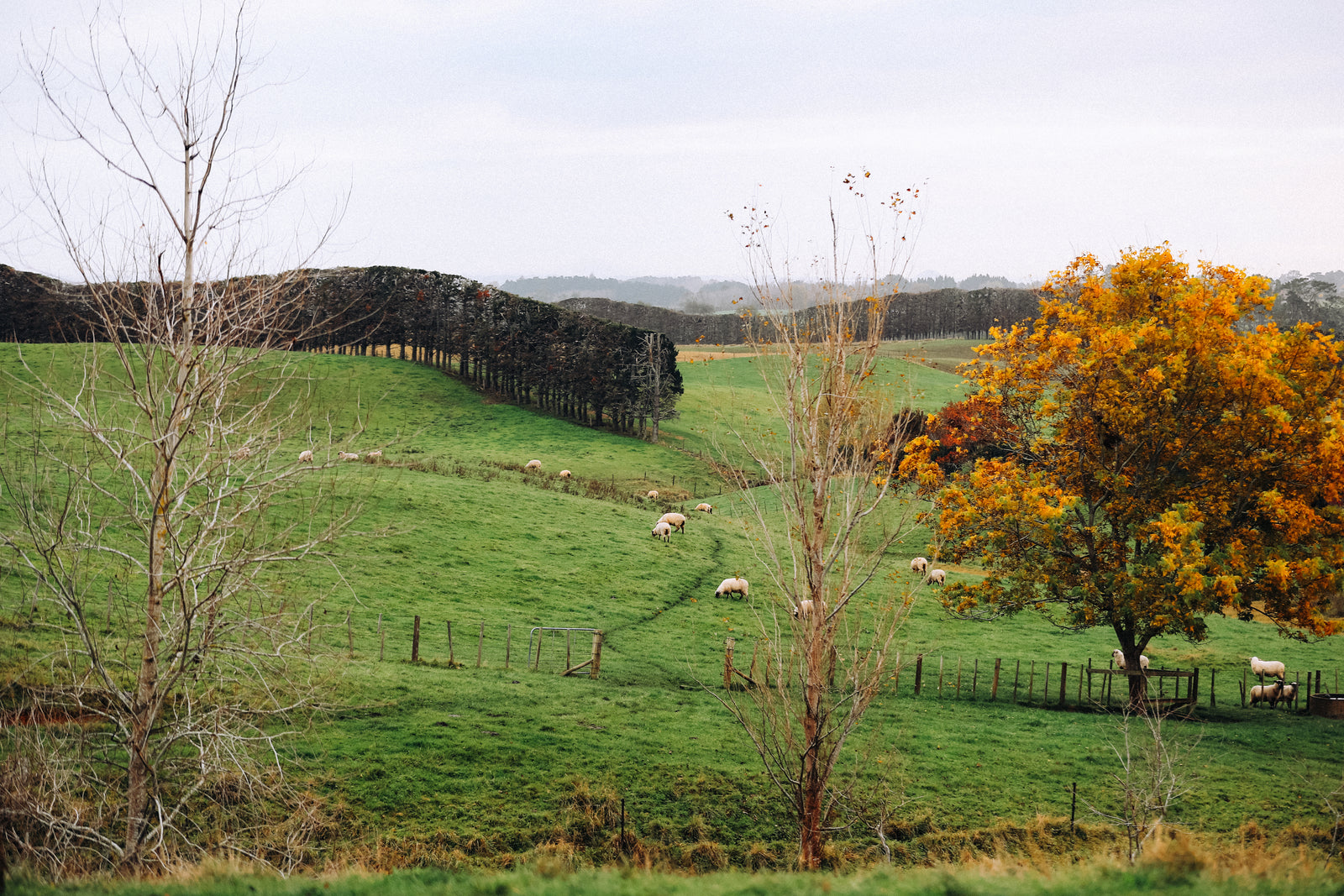 Sheep Lamb In Paddock