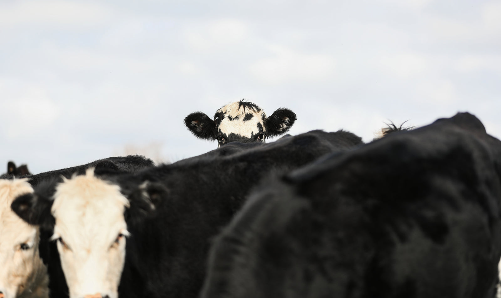 Peeping Beef Cow Cattle