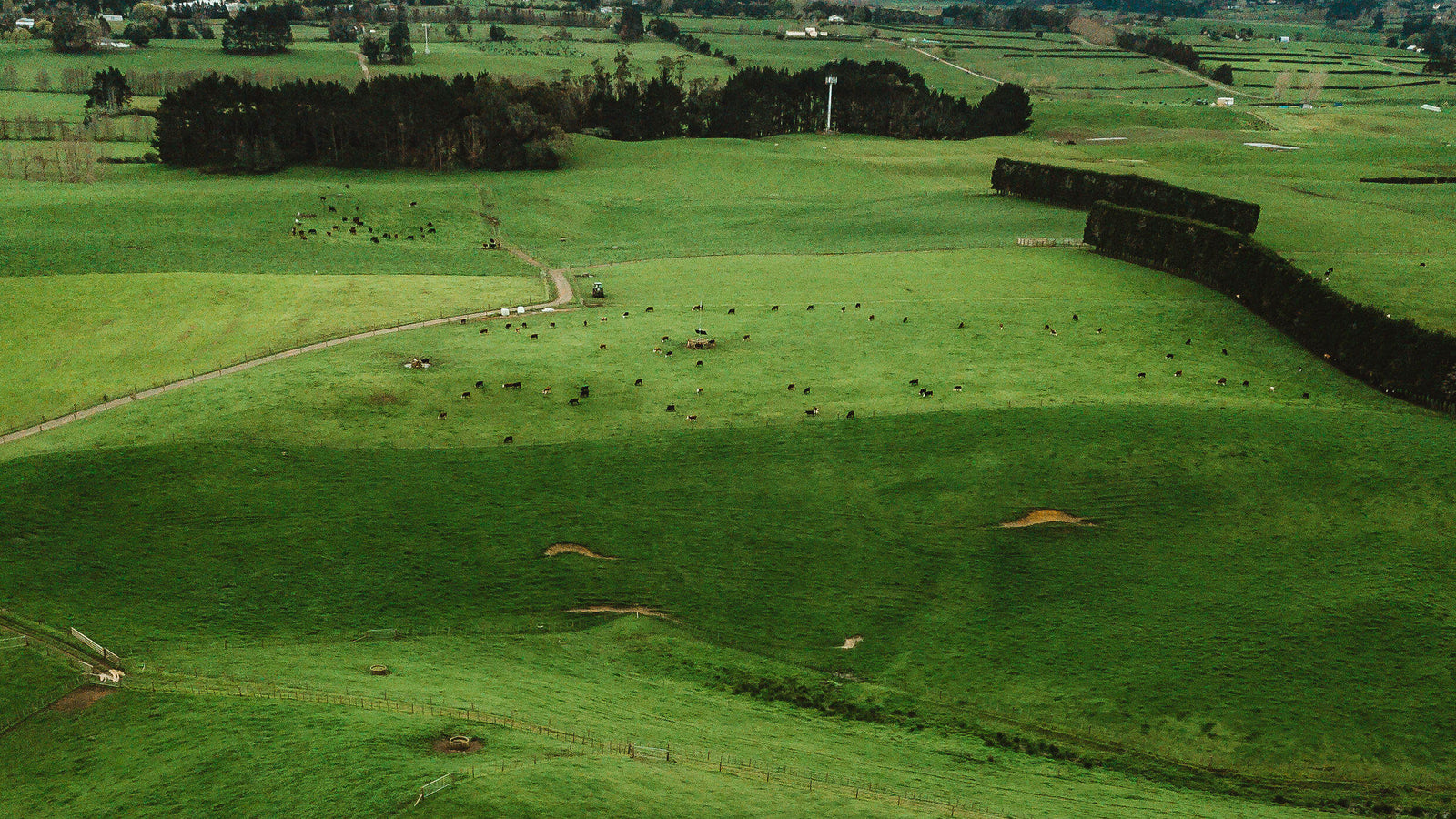 Taylor Rd Meats Auckland online meat delivery