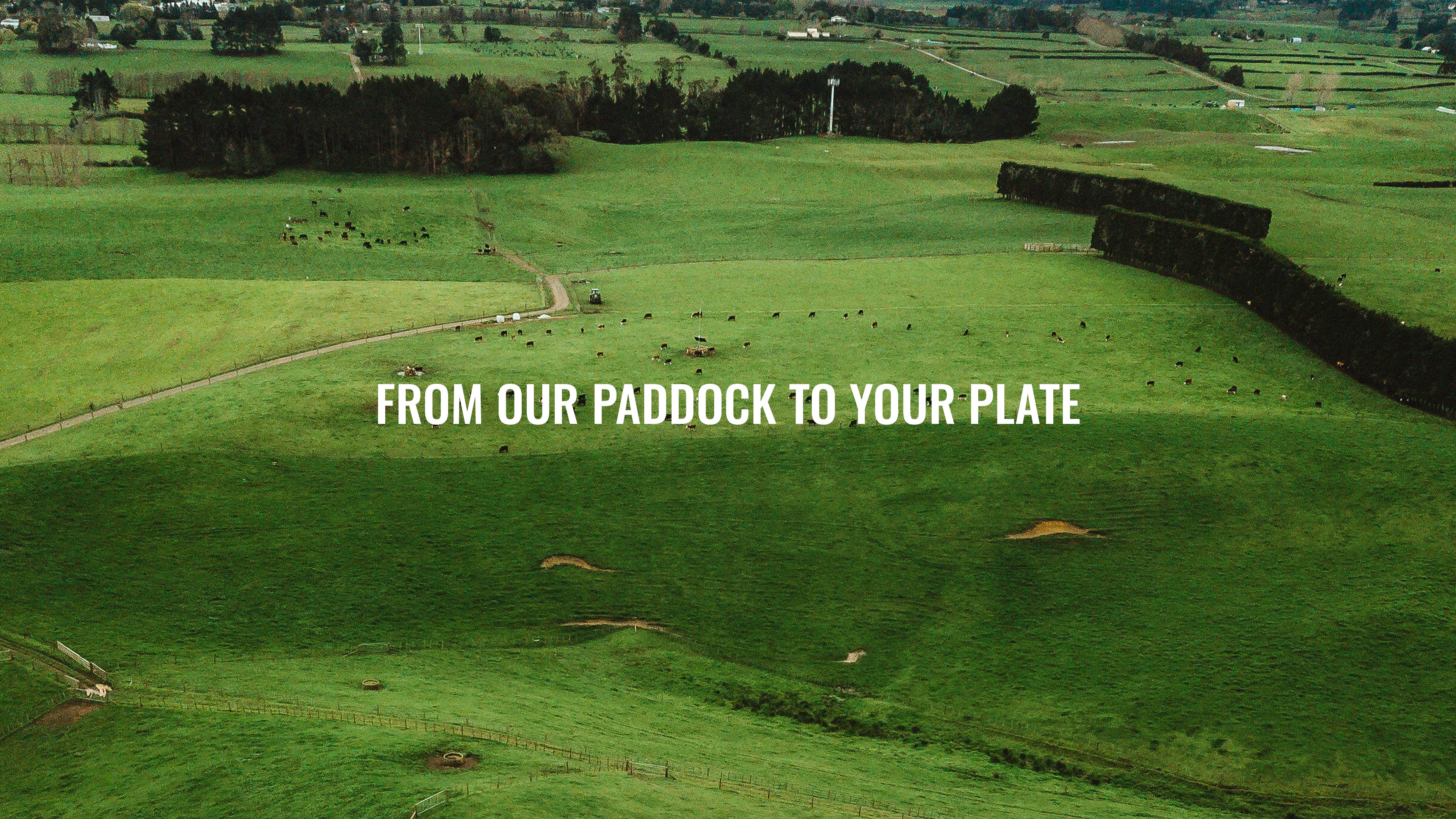 Taylor Rd Meats | Karaka Grown Beef & Lamb